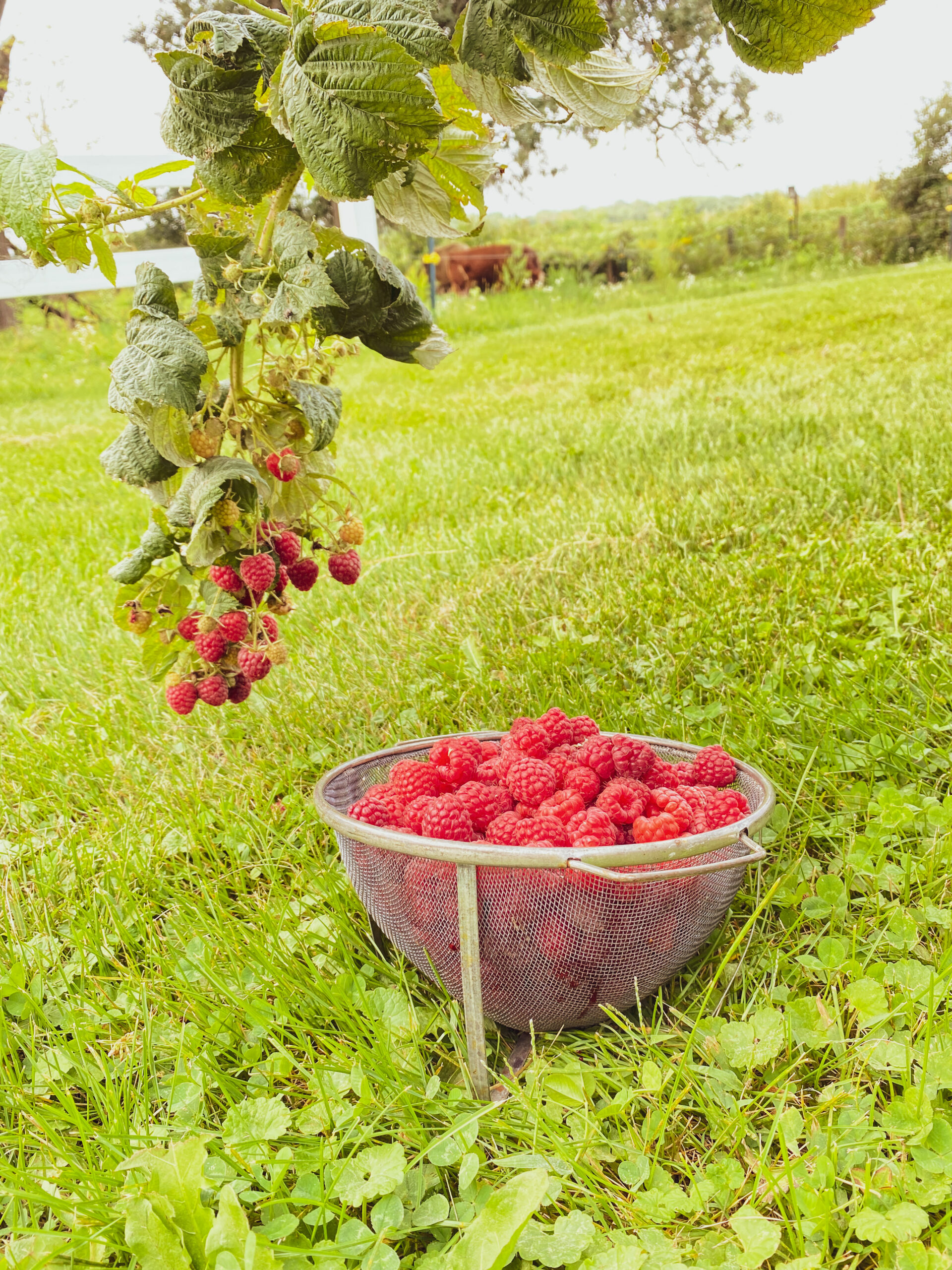 Mistakes to Avoid When Growing Black Raspberries - RuthAnn